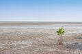 Alone mangrove tree grows in the ocean beach Royalty Free Stock Photo