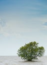 Alone mangrove tree grows in the shallow water Royalty Free Stock Photo