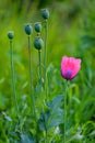 Alone mauve flower of uncultivated common poppy Papaver Somniferum in front of stems with seed capsule grow on countryside road