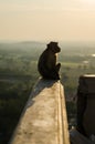 Alone monkey Royalty Free Stock Photo