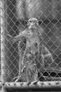 Alone monkey in cage Royalty Free Stock Photo