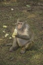 Alone monkey Royalty Free Stock Photo
