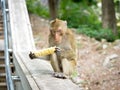 Alone monkey Royalty Free Stock Photo