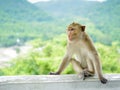 Alone monkey Royalty Free Stock Photo