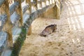 Alone mountain Goat under bridge