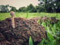Alone Mushroom on the grass Royalty Free Stock Photo
