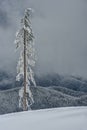 Lone Snow Covered Tree on Cloudy Day with Hills Royalty Free Stock Photo