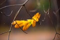 Alone oak leaf on tree twig