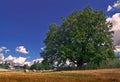 Alone oak standing in the fields under beautiful blue sky