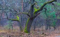 alone oak tree in a forest Royalty Free Stock Photo