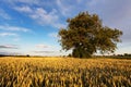 Alone oak tree standing in the field