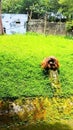 Alone Old Orangutan Royalty Free Stock Photo