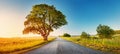 Alone old tree on the countryside near rural road Royalty Free Stock Photo