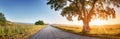 Alone old tree on the countryside near rural road Royalty Free Stock Photo