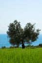 Alone olive tree on the field Royalty Free Stock Photo