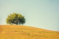 Alone olive tree on hill Royalty Free Stock Photo