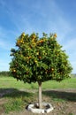 Orange tree in field