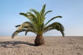 Alone palm on the beach