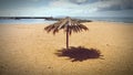 Alone palm on the beach