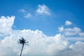 Alone palm tree in the blue sunny sky Royalty Free Stock Photo