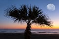 Alone palm tree silhouette on a sea coast at the twilight