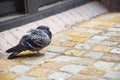 The alone pigeon birds sleeping on a brick pavement.