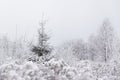 Alone pine (Christmas) tree in frozen meadow. Winter in Lithuania, Europe