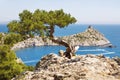 Alone pine tree growing on the slope of the mountain Royalty Free Stock Photo