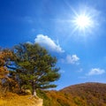 Pine tree growth on mount slope at sunny day Royalty Free Stock Photo