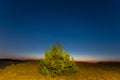 Pine tree among a prairie under a starry sky in a twilight Royalty Free Stock Photo