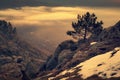 Alone pine tree on the rocks Royalty Free Stock Photo