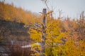 Alone pine tree with yellow colorful autumn pine trees in background. Royalty Free Stock Photo