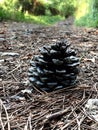 Pinecone on road Royalty Free Stock Photo