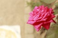 Alone Pink color Rose flower, macro close up