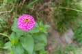 Alone pink flower in the green garden. Copyspace. Green leaves Royalty Free Stock Photo