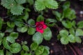 Alone pink flower in the green garden