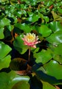 Alone pink yellow water lily flower on a background of green leaves, illuminated by the morning sun Royalty Free Stock Photo