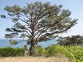 Alone Pinus densiflÃÂ³ra by the sea