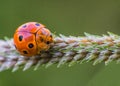 Alone Polkadot Ladybug