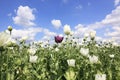 Alone purple opium poppy flower Royalty Free Stock Photo