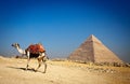 Alone pyramid and lonely camel Royalty Free Stock Photo