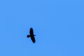 Alone raven in silhouette flying on a blue sky Royalty Free Stock Photo