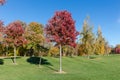 Alone red maples and birches with autumn leaves on lawn Royalty Free Stock Photo