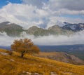 red tree on slope among misty mountain valley Royalty Free Stock Photo
