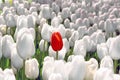 Alone red tulip in a field of white, the concept is unique, special, rare Royalty Free Stock Photo