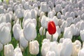 Alone red tulip in a field of white, the concept is unique, special, rare