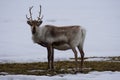 Alone reindeer eating grass Lapland, Finland