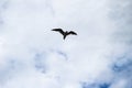 Alone seagull Bird flying on cloudy blue sky Royalty Free Stock Photo