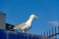 Alone seagull on the building, sky background Royalty Free Stock Photo