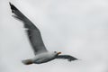 Alone seagull in a freedom fly Royalty Free Stock Photo